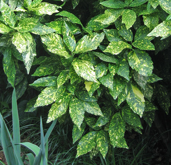 شمشاد ژاپنی